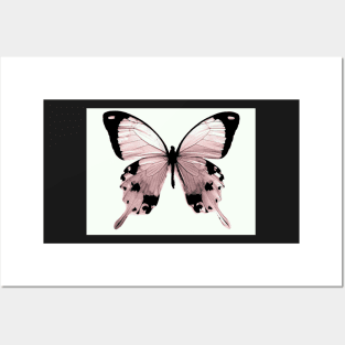 pink peach butterfly specimen natural history botanical Posters and Art